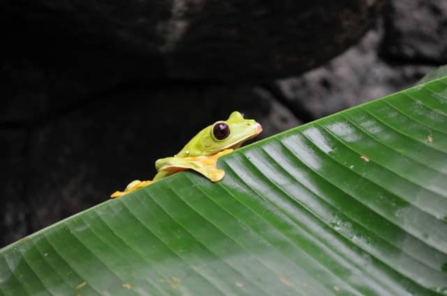 frog in rainforest costa rica
