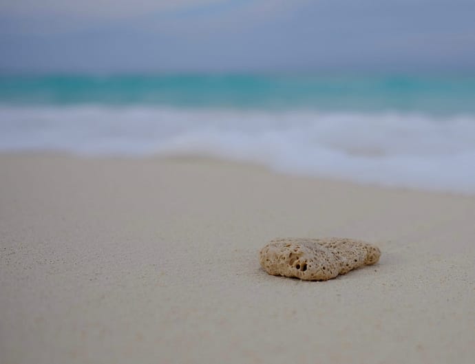 piece of coral on the beach with turquoise waters in the background exemplifying mindfulness and the meaning of zing