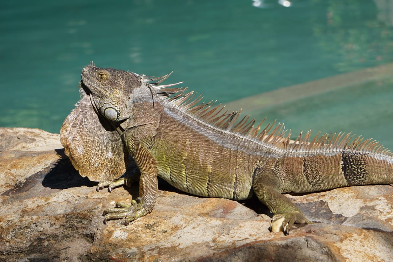 large iguana in tamarindo