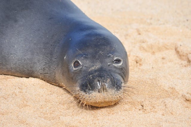 hawaiian monk seal on beach