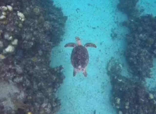 sea turtle in cayman islands